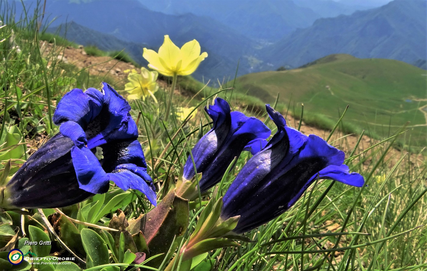05  Genziana di Koch (Gentiana Kochiana) con Pulsatilla alpina sulfurea.JPG -                                